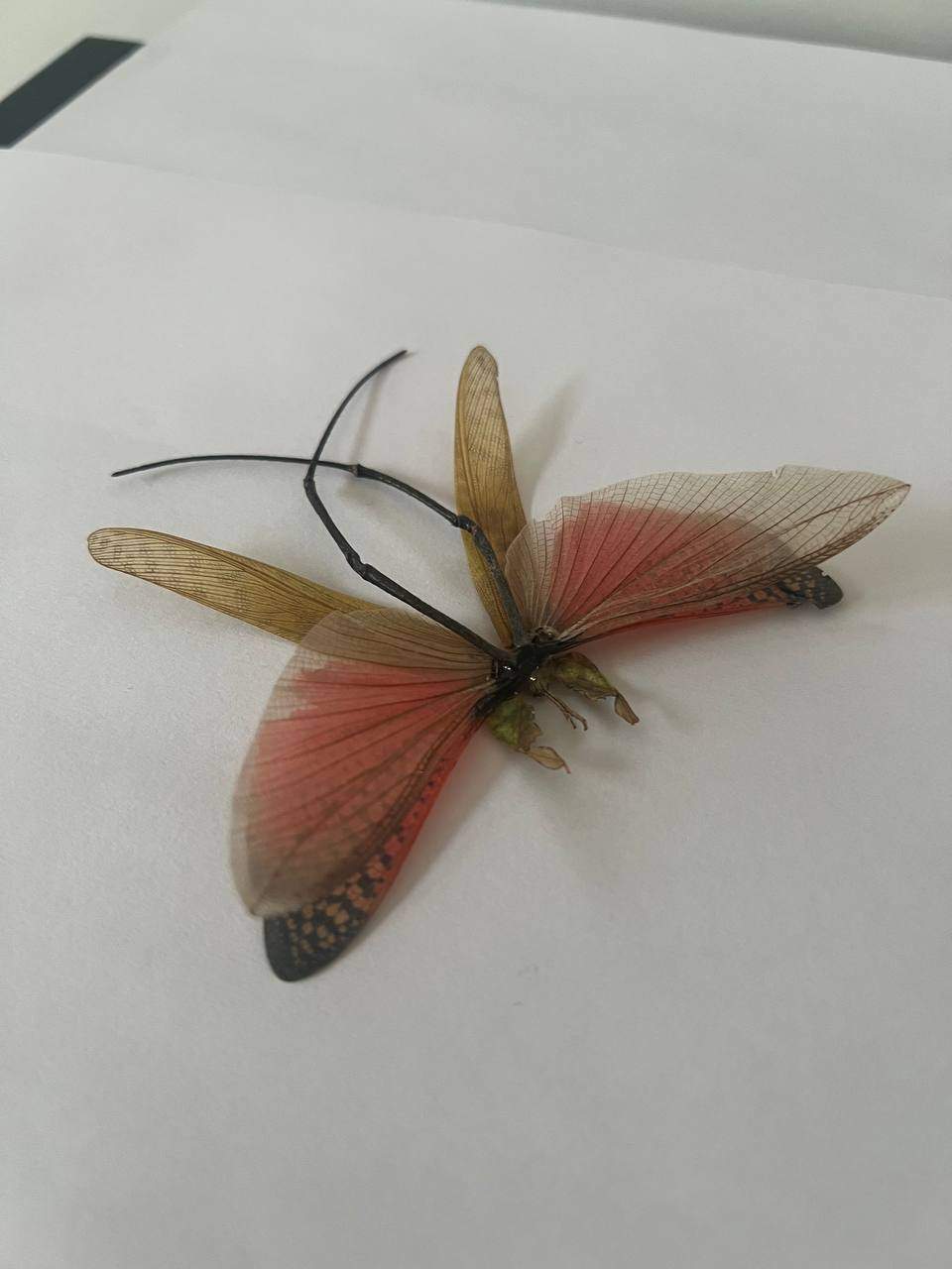 The Saltamontes 3142 – breathes pure carbon dioxide. 